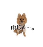 ドックパートナーズ（個別スタンプ：29）
