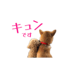 ドックパートナーズ（個別スタンプ：32）