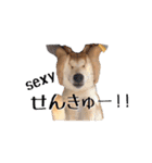 ドックパートナーズ（個別スタンプ：33）