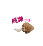ドックパートナーズ（個別スタンプ：34）