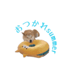 ドックパートナーズ（個別スタンプ：35）
