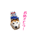ドックパートナーズ（個別スタンプ：36）