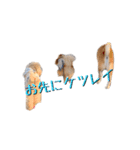 ドックパートナーズ（個別スタンプ：38）