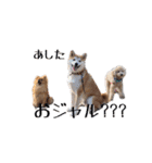 ドックパートナーズ（個別スタンプ：39）
