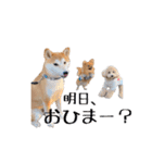 ドックパートナーズ（個別スタンプ：40）