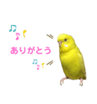 セキセイインコのピッピちゃんの日常（個別スタンプ：1）