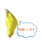 セキセイインコのピッピちゃんの日常（個別スタンプ：3）