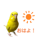 セキセイインコのピッピちゃんの日常（個別スタンプ：4）
