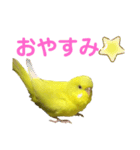 セキセイインコのピッピちゃんの日常（個別スタンプ：5）