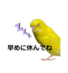 セキセイインコのピッピちゃんの日常（個別スタンプ：6）