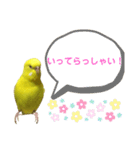 セキセイインコのピッピちゃんの日常（個別スタンプ：7）