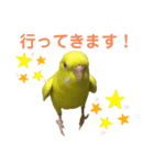 セキセイインコのピッピちゃんの日常（個別スタンプ：8）