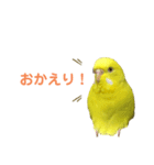 セキセイインコのピッピちゃんの日常（個別スタンプ：9）