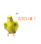 セキセイインコのピッピちゃんの日常（個別スタンプ：10）