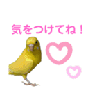 セキセイインコのピッピちゃんの日常（個別スタンプ：11）