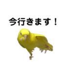 セキセイインコのピッピちゃんの日常（個別スタンプ：12）