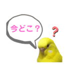 セキセイインコのピッピちゃんの日常（個別スタンプ：13）