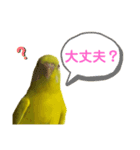 セキセイインコのピッピちゃんの日常（個別スタンプ：14）