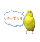 セキセイインコのピッピちゃんの日常（個別スタンプ：15）