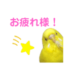 セキセイインコのピッピちゃんの日常（個別スタンプ：16）