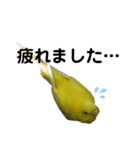セキセイインコのピッピちゃんの日常（個別スタンプ：17）