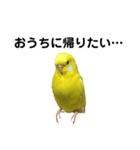 セキセイインコのピッピちゃんの日常（個別スタンプ：18）