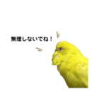 セキセイインコのピッピちゃんの日常（個別スタンプ：20）