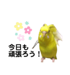 セキセイインコのピッピちゃんの日常（個別スタンプ：22）