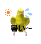 セキセイインコのピッピちゃんの日常（個別スタンプ：23）