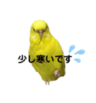 セキセイインコのピッピちゃんの日常（個別スタンプ：24）