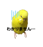 セキセイインコのピッピちゃんの日常（個別スタンプ：25）