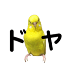 セキセイインコのピッピちゃんの日常（個別スタンプ：27）