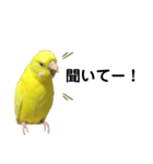 セキセイインコのピッピちゃんの日常（個別スタンプ：29）