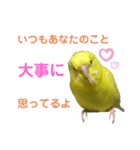 セキセイインコのピッピちゃんの日常（個別スタンプ：30）