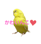 セキセイインコのピッピちゃんの日常（個別スタンプ：31）