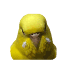 セキセイインコのピッピちゃんの日常（個別スタンプ：32）