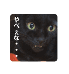 黒猫 cocona2（個別スタンプ：2）