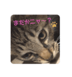 黒猫 cocona2（個別スタンプ：3）