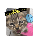 黒猫 cocona2（個別スタンプ：4）