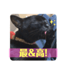 黒猫 cocona2（個別スタンプ：5）