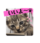 黒猫 cocona2（個別スタンプ：6）