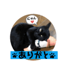黒猫 cocona2（個別スタンプ：7）