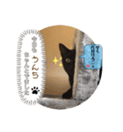 黒猫 cocona2（個別スタンプ：8）