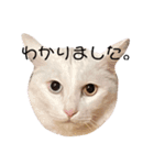 はくちゃんラヴ 3（個別スタンプ：2）