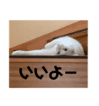 はくちゃんラヴ 3（個別スタンプ：3）