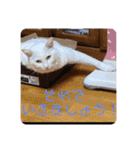 はくちゃんラヴ 3（個別スタンプ：5）