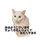 はくちゃんラヴ 3（個別スタンプ：18）