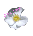 お花だよ✨（個別スタンプ：4）