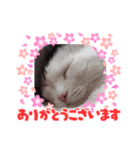 スタンプになって働くニャン（個別スタンプ：7）
