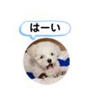 かねねんのうめ吉くん③（個別スタンプ：9）